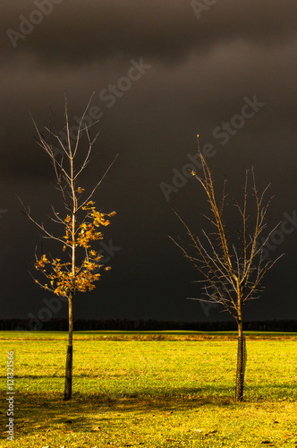 Canvas-taulu Maple trees in the yellow leaves on the background of stormy clouds (soft focus)