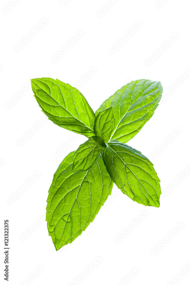 Mint leaves sprout isolated on white background Mint leaves sprout isolated on white background