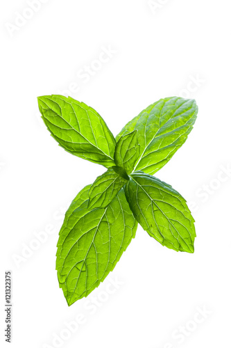 Mint leaves sprout isolated on white background