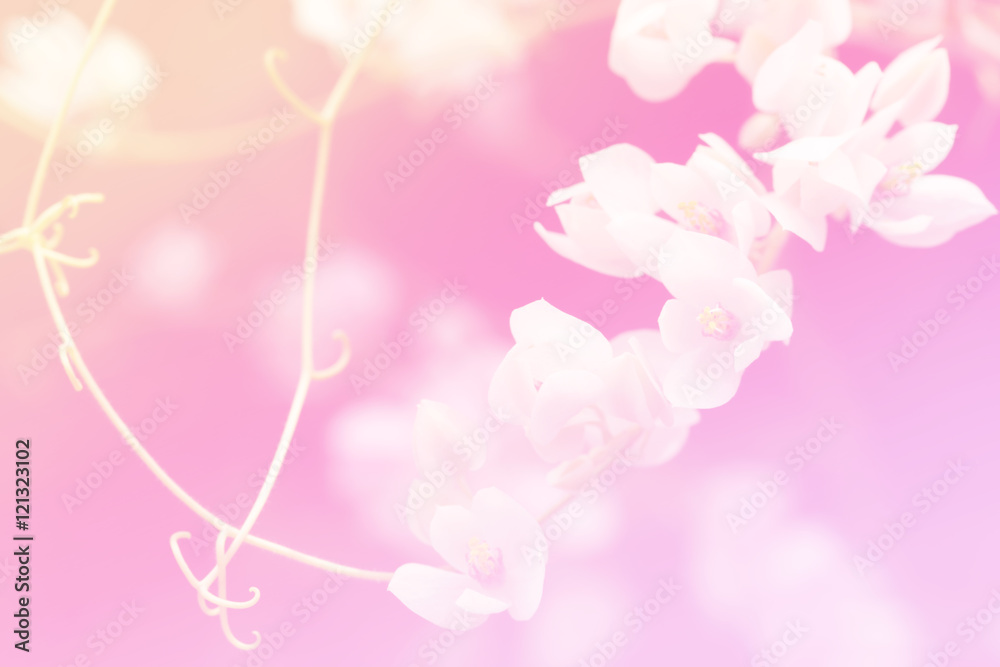 Fototapeta premium Beautiful flower make pastel filter for background