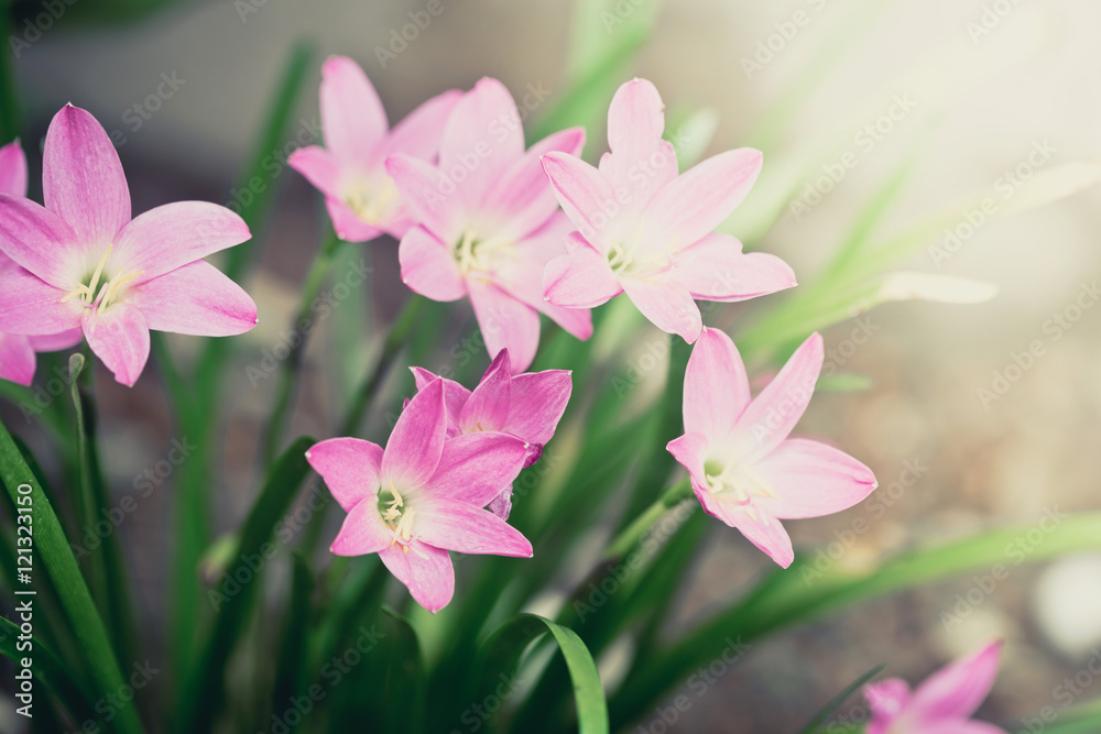 Beautiful rain lily flower. Zephyranthes Lily ,Fairy Lily, Littl