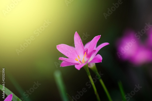 Beautiful rain lily flower. Zephyranthes Lily  Fairy Lily  Littl