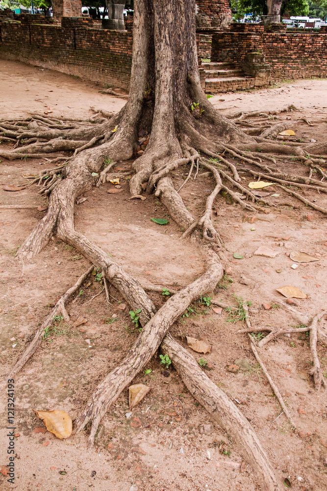 Big trunk and roots of old tree in temple thailand. Big trunk and roots of old tree in temple thailand.