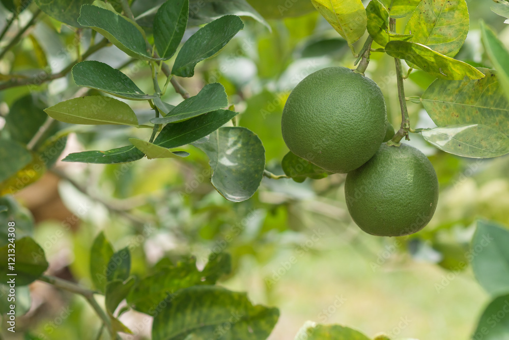 Lemon in the garden