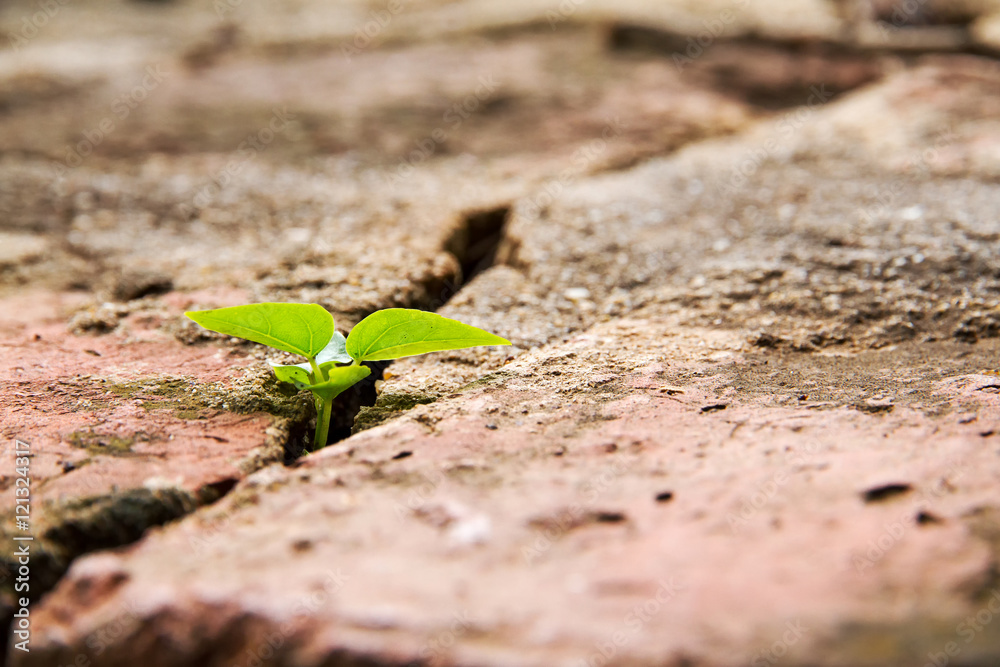 A little tree is trying to grow up on the brick. A little tree is trying to grow up on the brick.