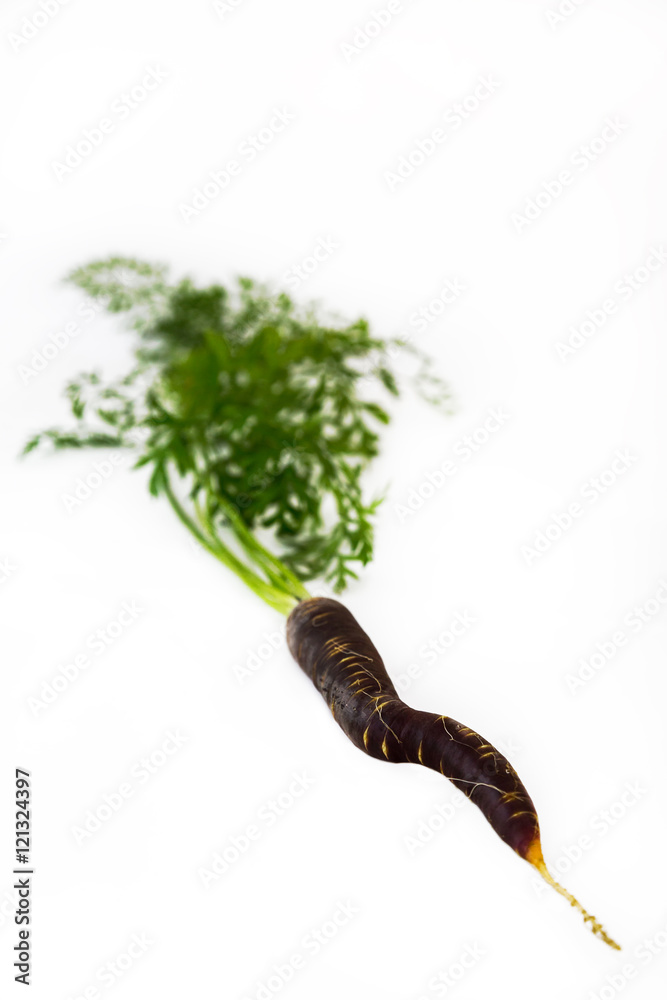 eine schwarze Schwarze Karotte vor weißem Hintergrund Stock-Foto ...