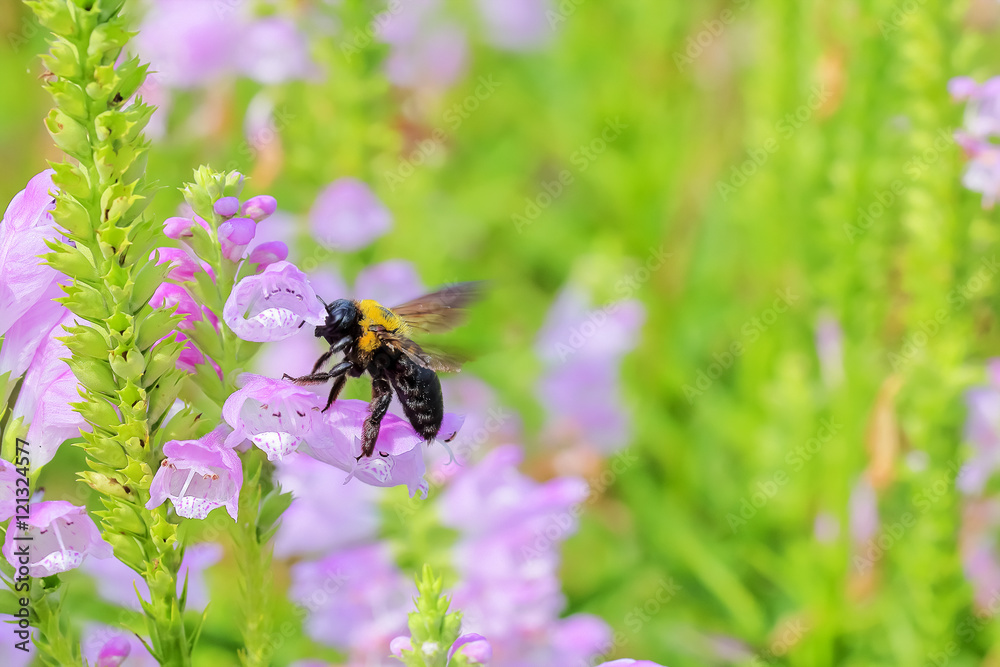 ハナトラノオの花と熊蜂 ハナトラノオの花と熊蜂