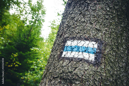 Blue trail sign made with paint on a forest tree.