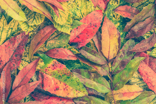 Fallen leaves, autumn background, fall wallpaper