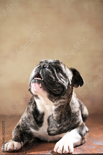 liegender Französische Bulldogge & Englische Bulldogge-Mischling im Studio  Stock Photo | Adobe Stock