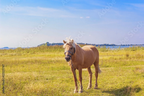 Light brown horse with white mane stands on meadow near blue lake. Palomino horse in field © dmf87