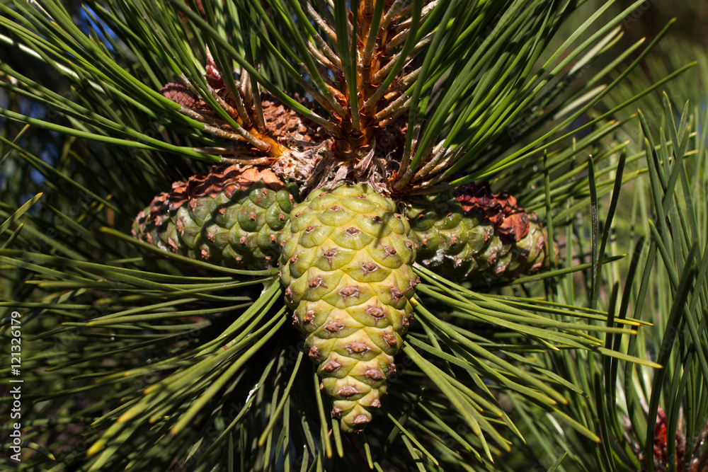 Pine branch. Conifer, pinecone tree, nature, forest Pine branch. Conifer, pinecone tree, nature, forest