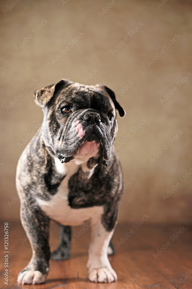 Französische Bulldogge & Englische Bulldogge-Mischling stehend im Studio
