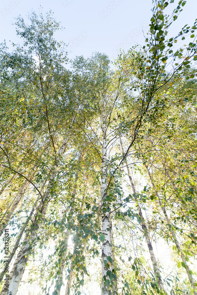 Birch grove. Birch grove.