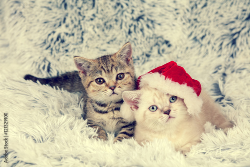 Two little kittens wearing Santa hat lying on fluffy blanket