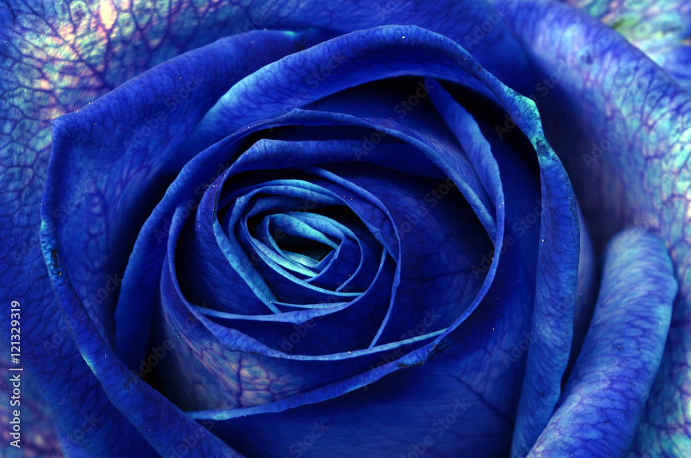 Obraz premium Blue rose macro