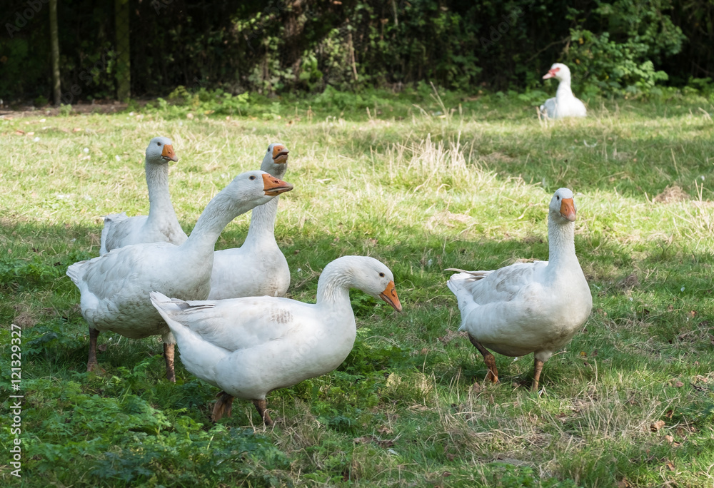Obraz premium Dithmarschen Gänse aus bäuerlicher Freilandhaltung