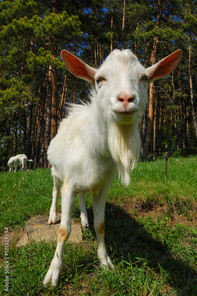 Obraz premium Goat