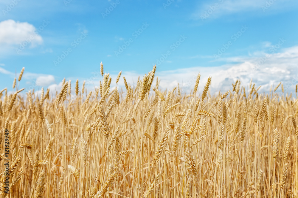 Golden wheat field on a background of blue sky .Focus concept. Golden wheat field on a background of blue sky .Focus concept.