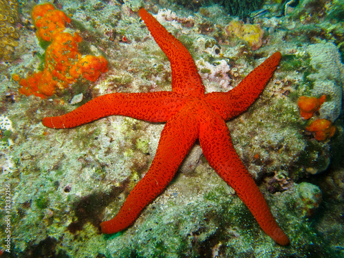 Beautiful marine life on the coral reef and sea star