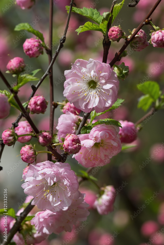blossoming branch of pink almond closeup blossoming branch of pink almond closeup