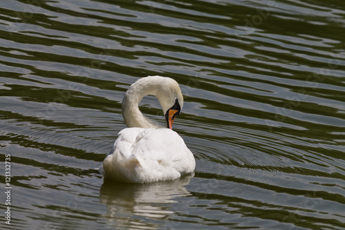white mute swan on a lake closeup