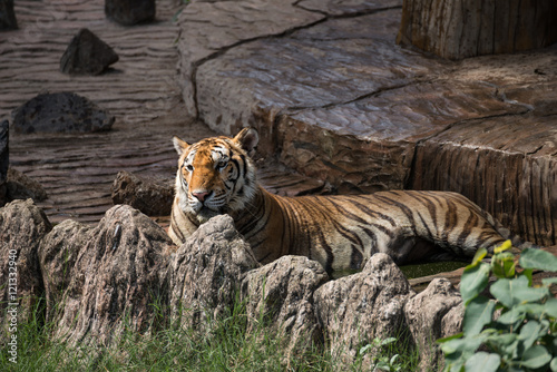 Fototapeta Naklejka Na Ścianę i Meble -  Bengal tiger lying and relaxing