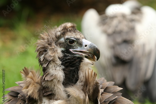 Portrait of a Cinereous Vulture