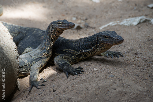 .Closeup of two water monitor lizard