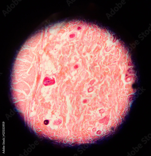 body cells human with microscope.