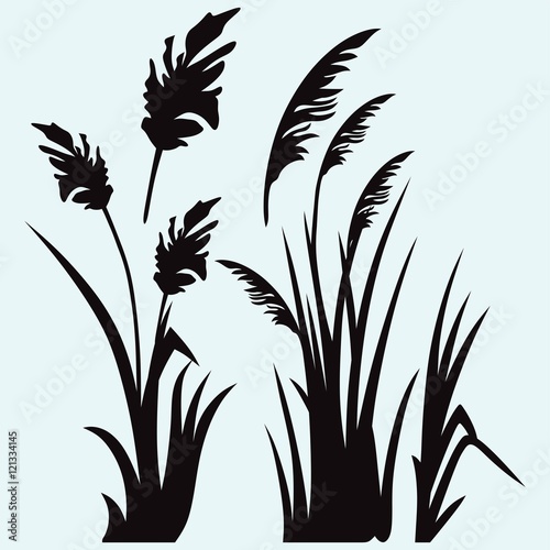 Silhouette reed isolated on white background
