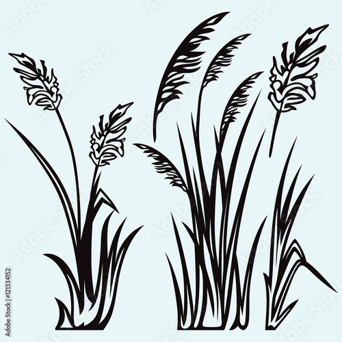 Silhouette reed isolated on white background