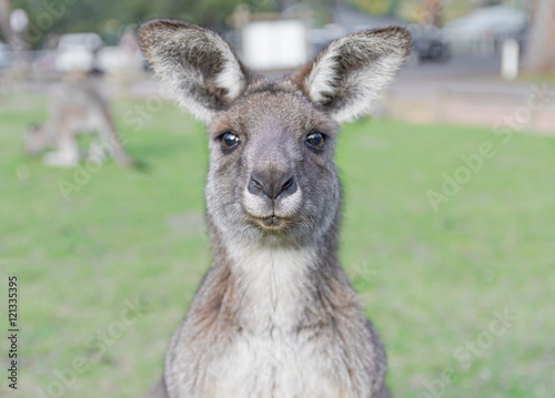 Young curious kangaroo with green background