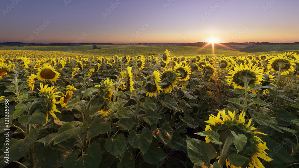 Obraz premium Sunflower field at sunrise