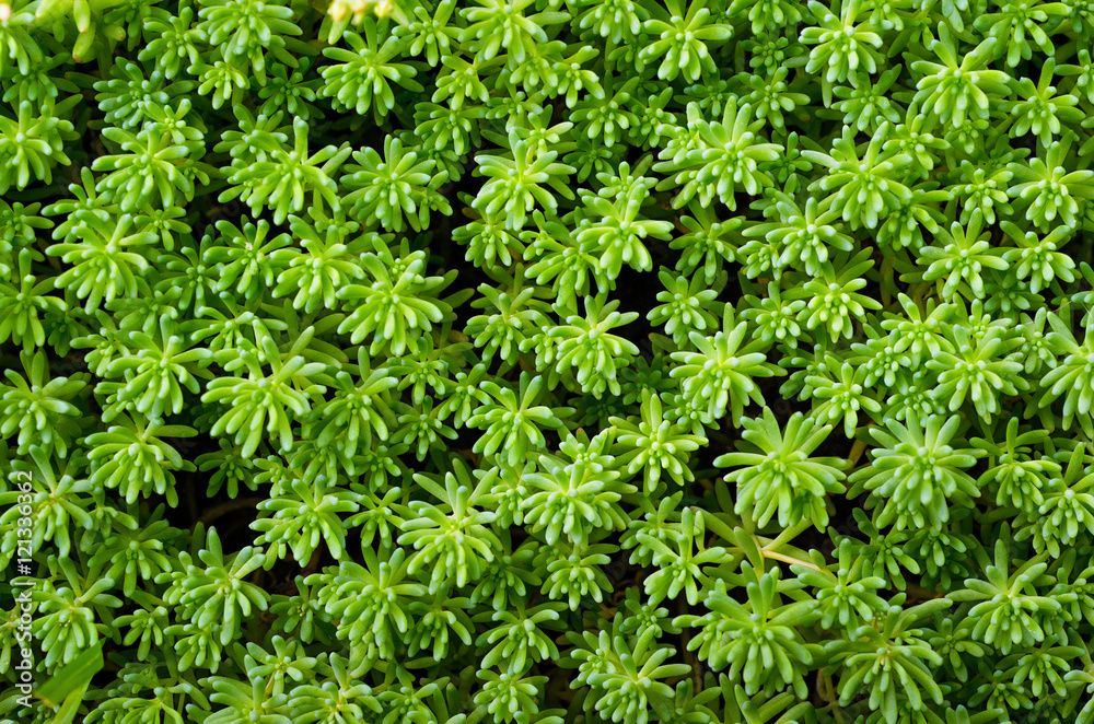 succulent close up succulent close up