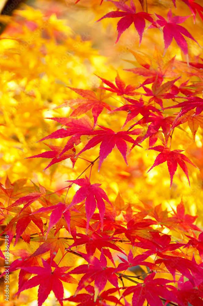カエデの紅葉 カエデの紅葉