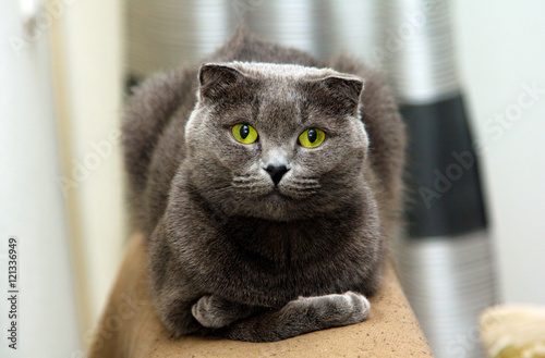 Scottish fold cat with green eyes