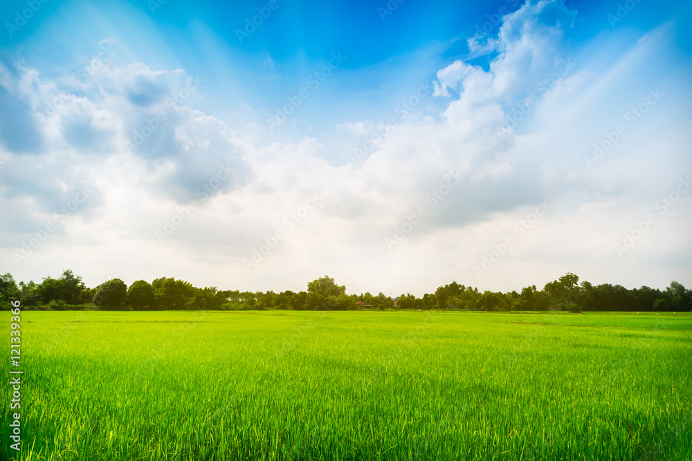 Obraz premium Paddy rice field