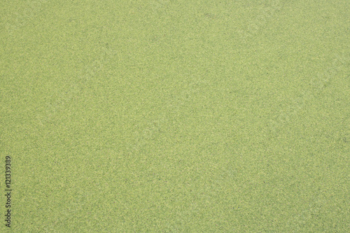 The background of overgrown with duckweed water, green