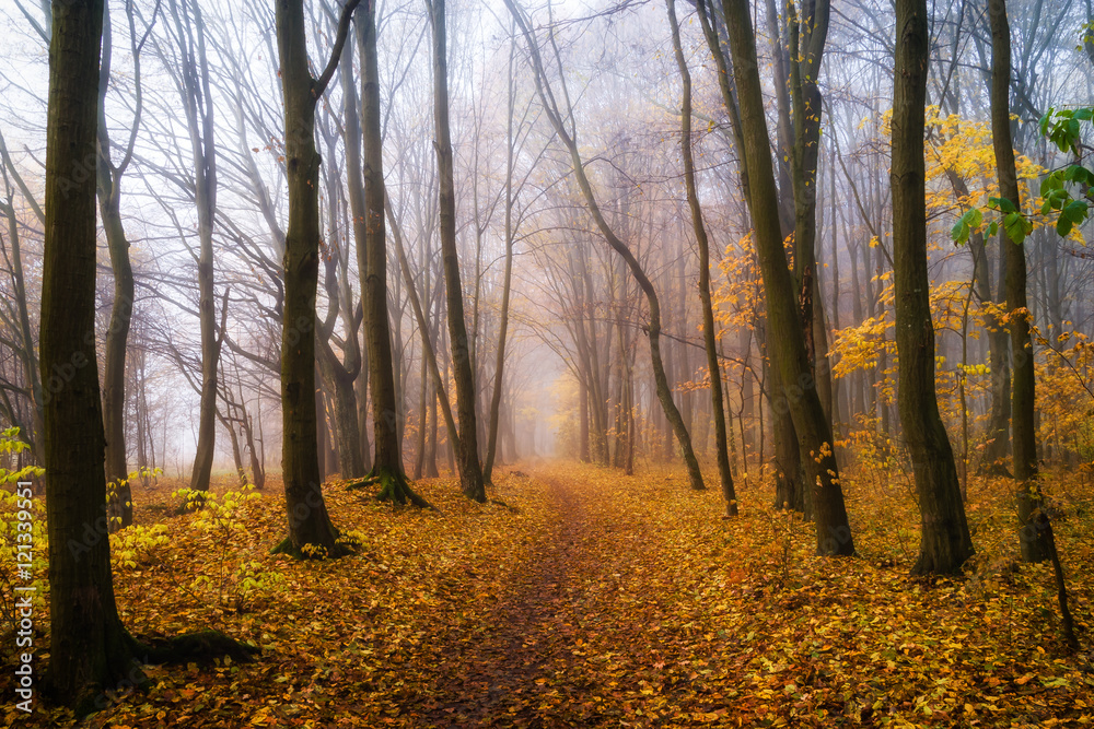Fototapeta premium Jesień w Lesie Zwierzynieckim