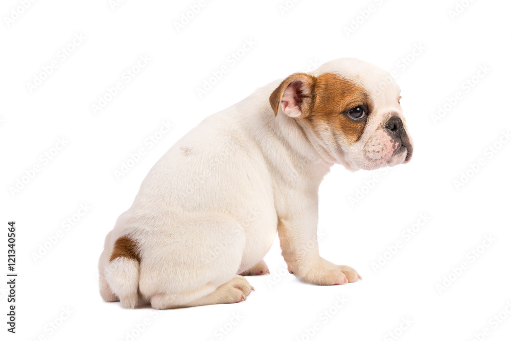 English Bulldog puppy on white background