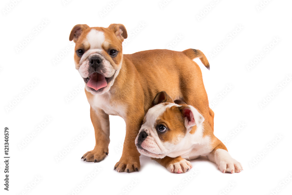 English Bulldog puppy on white background