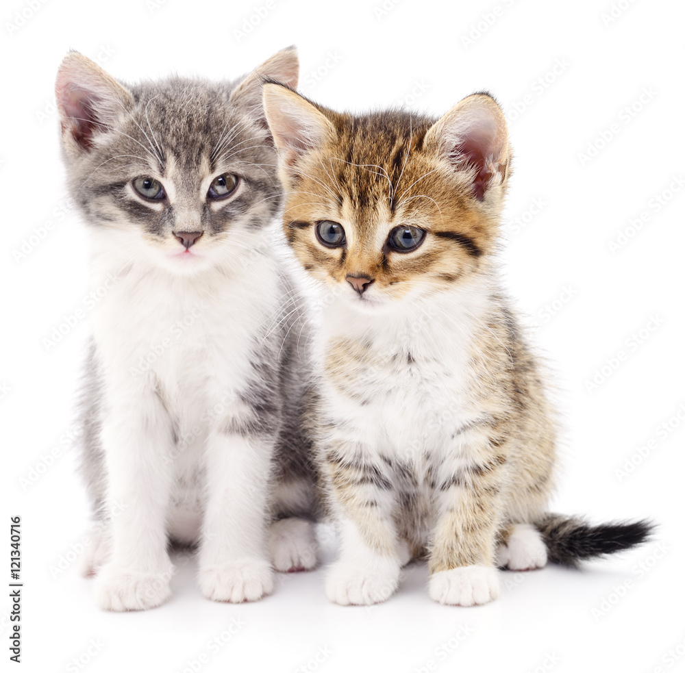Two small kittens Two small kittens