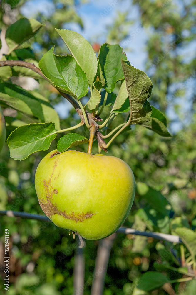 Shiny delicious green apples on a branch ready to be harvested i