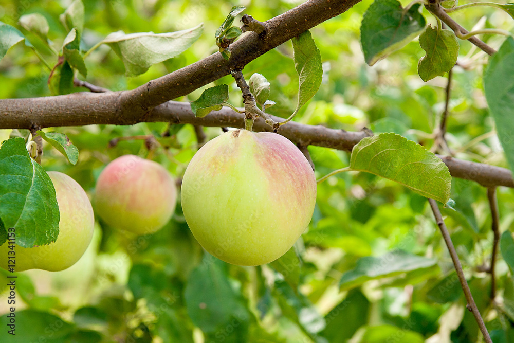 Shiny delicious apples hanging from a tree branch in an apple or Shiny delicious apples hanging from a tree branch in an apple or