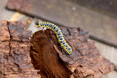 Beautiful black and yellow caterpillar creeps on piece of old br