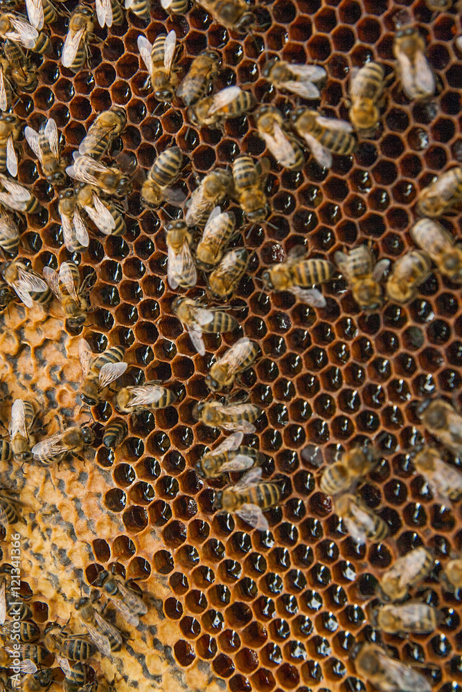 View of the working bees on the honeycomb with sweet honey. View of the working bees on the honeycomb with sweet honey.