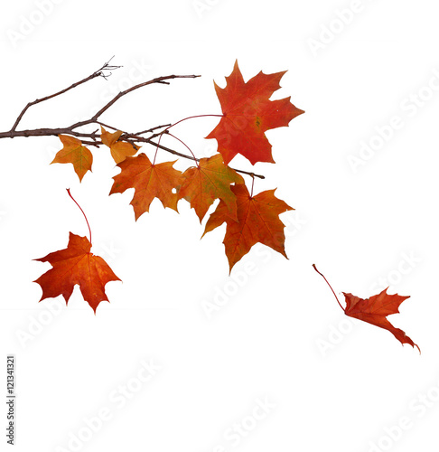 Falling of autumn maple leaves isolated on white background