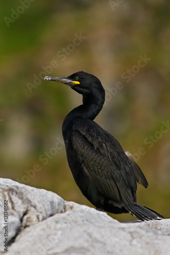 Common Shag, Phalacrocorax aristotelis, Arctic black cute bird with yellow bill and green eyes sitting on the rock, nature habitat. Bird on the rock. Sea bird from Norway. Cute bird on the rock cliff © ondrejprosicky