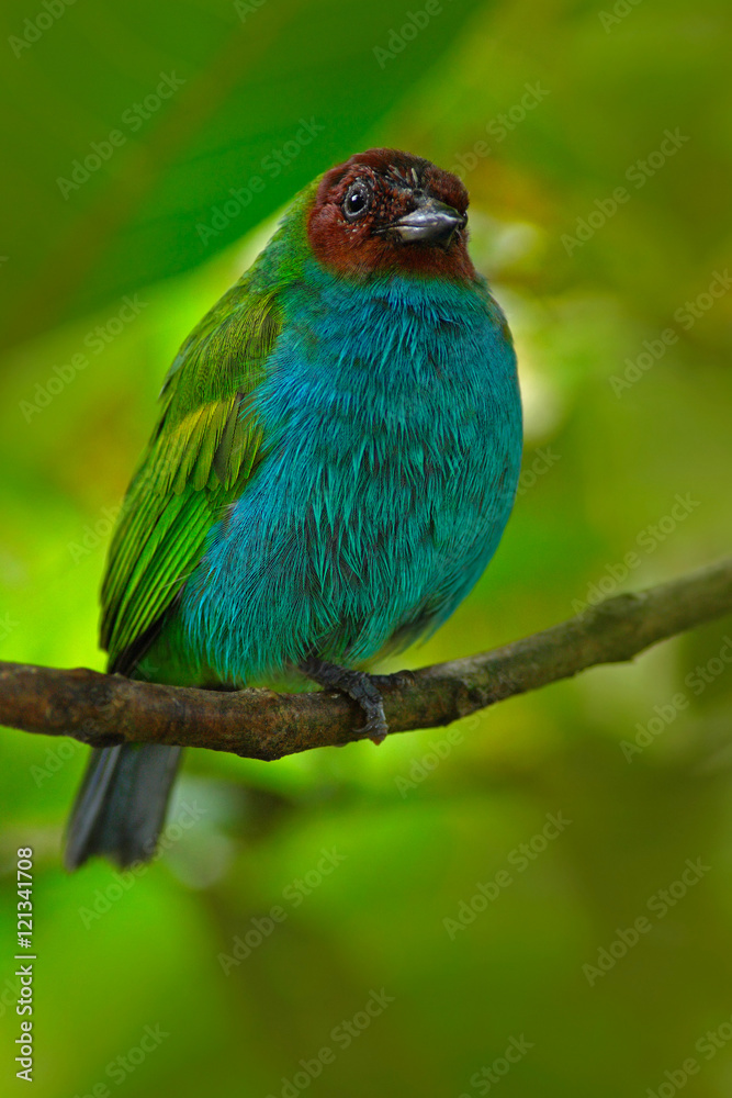 Bay-headed Tanager, Tangara gyrola, exotic tropic blue tanager with red head, Costa Rica. Blue and green songbird in the nature habitat. Beautiful blue exotic tropic bird with, Panama